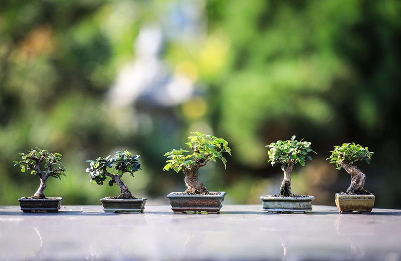 Creating Serenity