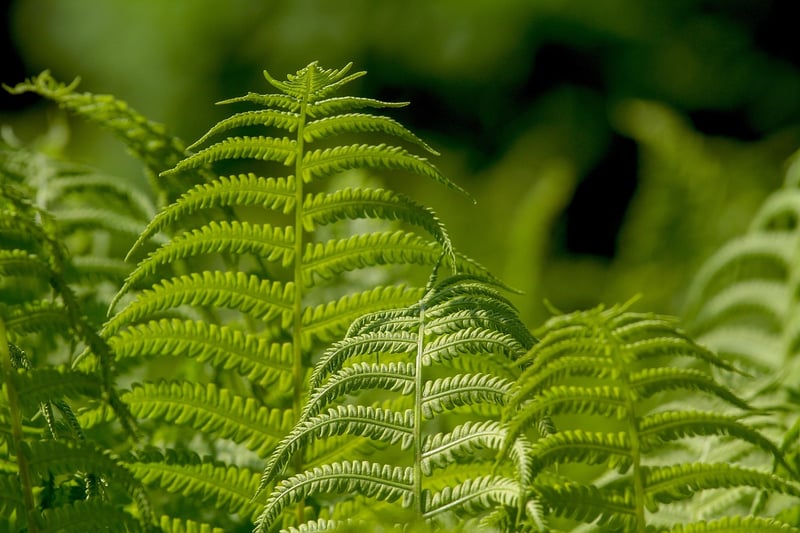 Moss
